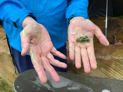 Bei der Aboriginal Cultural Tour lernen Reisende viel über die Traditionen der australischen Ureinwohnerinnen und Ureinwohner - etwa, dass Sydney Golden Wattle zerrieben und vermischt mit etwas Wasser bei der Tarnung bei der Jagd hilft.